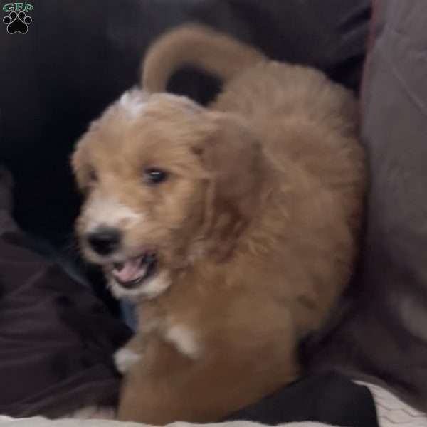 Black, Goldendoodle Puppy